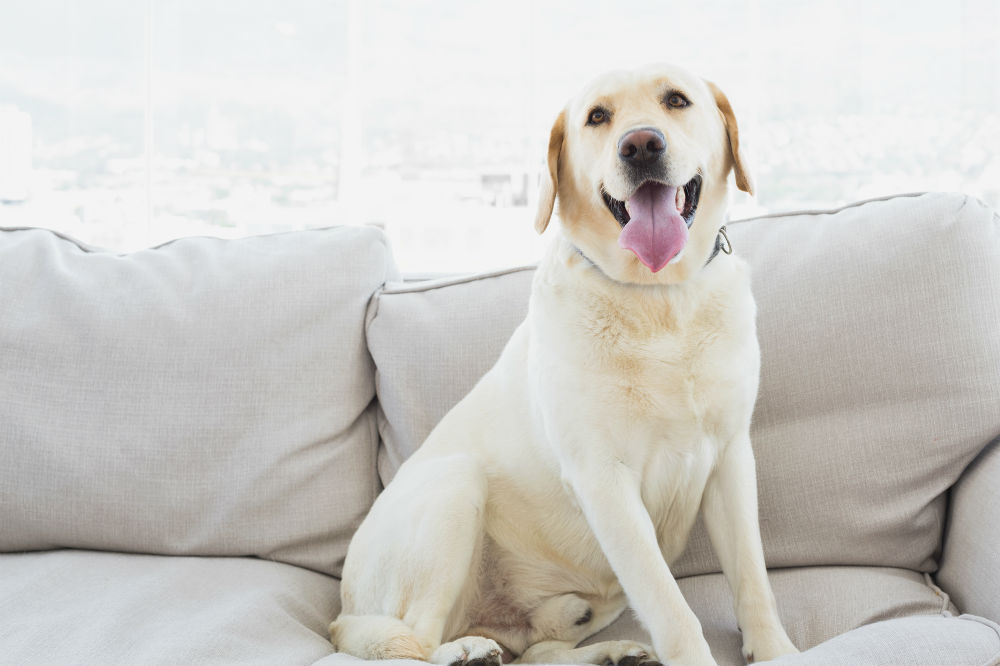 もう悩まない ペットの毛の掃除が楽になる家づくり イエばな 注文住宅のユニバーサルホーム