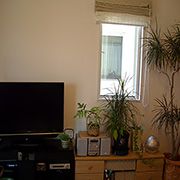 ダイニングテーブル横はパソコンスペース。テレビ回りはご主人様の趣味で観葉植物を置き、癒し感たっぷりです。 